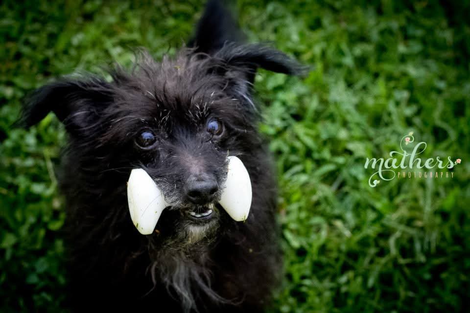 Little Black Dog Training Services